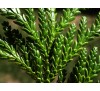 Туевик долотовидный (Thujopsis dolaborata)С2